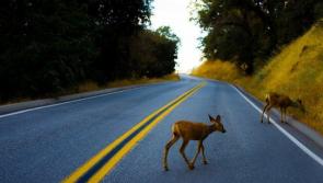 TD escapes injury following  collision with deer