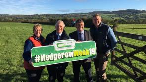 Kilkenny hedgerows fit for birds and bees