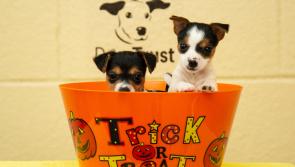 Top tips for keeping your dog safe this Halloween