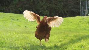 Poultry housing confinement order to be lifted soon in Kilkenny