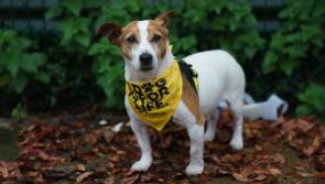 Dogs Trust reminds people that “A dog is for life” following an alarming number of surrender requests this year