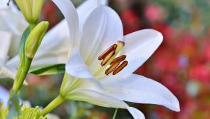 Stasia Comerford is deeply missed by her family