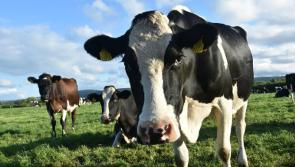 ICMSA want Dairy Calf-to-Beef and Dairy Beef Welfare schemes to run in parallel next year - Kilkenny Farming