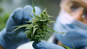 Medical cannabis plan to be discussed at Leinster House tomorrow 