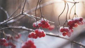 Berries