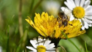Kilkenny to reduce grass cutting and embrace dandelions to help pollinators