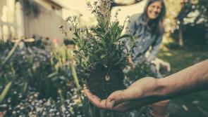 Gardening Gift Guide