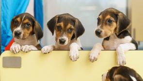 Protecting your pet as Kilkenny temperatures soar this weekend 