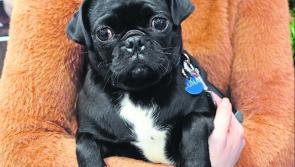 Christmas 'paw-ty' for Protecting Pound Dogs raised €865