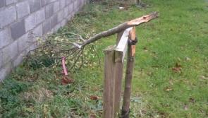 KKB concern at Sion Road tree vandalism
