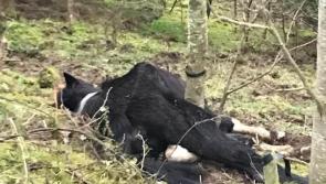 Emergency meeting to be held on animal cruelty on Friday