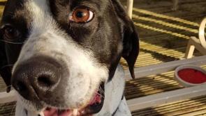 Can you help find Cody - missing in Kilkenny
