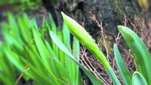 Fresh hope of a great year’s gardening blooms