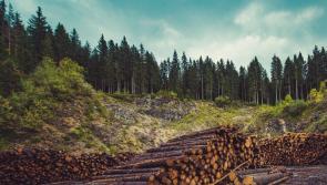 Payments of €33m to forest owners announced