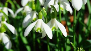 A festival of snowdrops!