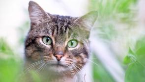 A gardening cat-astrophe!