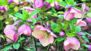 Harnessing the light in your garden