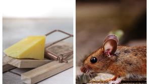 Warning to Kilkenny businesses using toxic baiting pest control