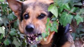 Dangerous dog breeds and sheep  to be discussed by Joint Committee on Agriculture, Food and the Marine today