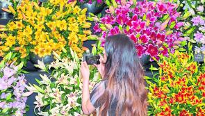 Plan ahead for annual flowers