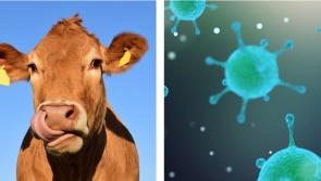 Caution urged: Germany reports first Foot and Mouth outbreak in  40 years - Kilkenny Farming