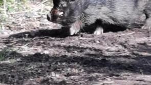 Large pig spotted strolling around Kilkenny woods