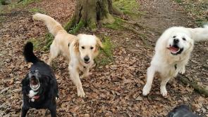 Kind-hearted Kilkenny dogwalker is offering her services free of charge to healthcare workers