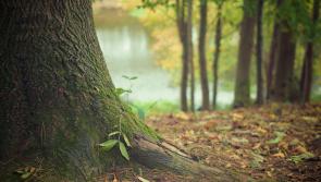 82% fall in visits to Coillte forest in Kilkenny since enhanced restrictions put in place