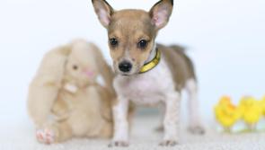 Kilkenny dog owners warned - Paws off the chocolate this Easter! 