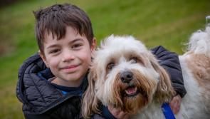 No adoptions - and a (fur)baby-boom predicted for Kilkenny animal shelters