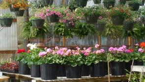 Happy is the gardener who is a busy gardener!