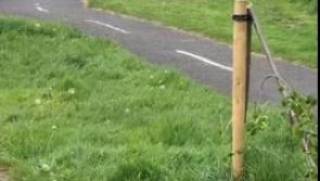 WATCH: 'Absolute disgrace' - vandals snap young trees in half in Kilkenny
