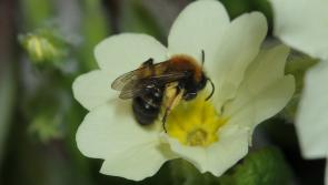 Make space for wildflowers in Kilkenny