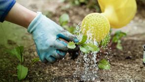 Hosepipe ban now looking increasingly likely, says Irish Water