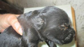 Puppy farmer who kept animals in appalling conditions will avoid jail if he pays €10,000