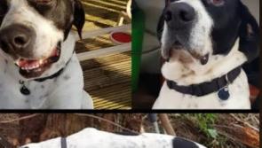 Kilkenny owners appeal for information following the disappearance of much-loved dogs