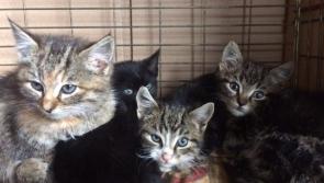 Kilkenny Society for the Prevention of Cruelty of Animals callout for foster homes