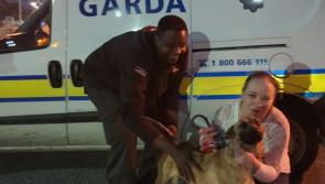 Gardaí in Mullinavat reunite a dog stolen in Cork last March with owners