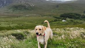 Details announced for first ever National 5km Dog Walk