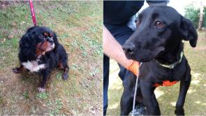 Gardaí recover ten dogs stolen around the country and appeal for owners