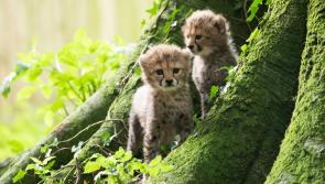 Fota Wildlife Park announce the birth of Northern cheetah cubs