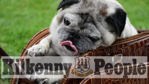 Pugtastic! Summer Castle Park meet up for Kilkenny’s Pug Club