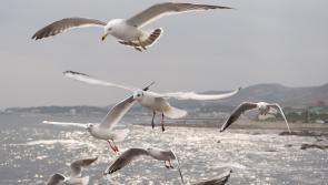 National warning issued following multiple confirmed cases of Avian Influenza A (H5N1)