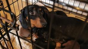 Gardai seize 32 stolen dogs in huge operation 