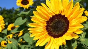 Sunflower Coffee Morning in Castlecomer supporting Ukraine