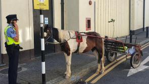 Kilkenny gardaí  seize pony due to welfare concerns and rehome her with rescue