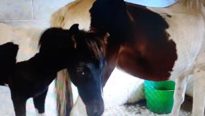 A happy ending as Kilkenny gardaí reunite foal with rescued mare