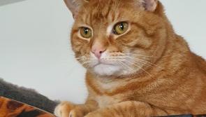 Help me to get home! Family pet cat missing in Kilkenny 