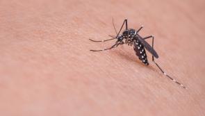 Warning to Kilkenny people after surge in callouts for biting insects