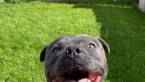 Nine dogs surrendered and 89 strays picked up, with Kilkenny public reporting restricted breeds more